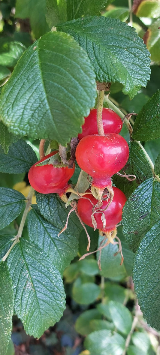 Hawthorn Berry & Rosehip Syrup