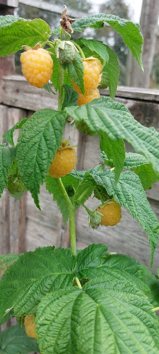 Yellow berries on a green plant with a wooden fence background