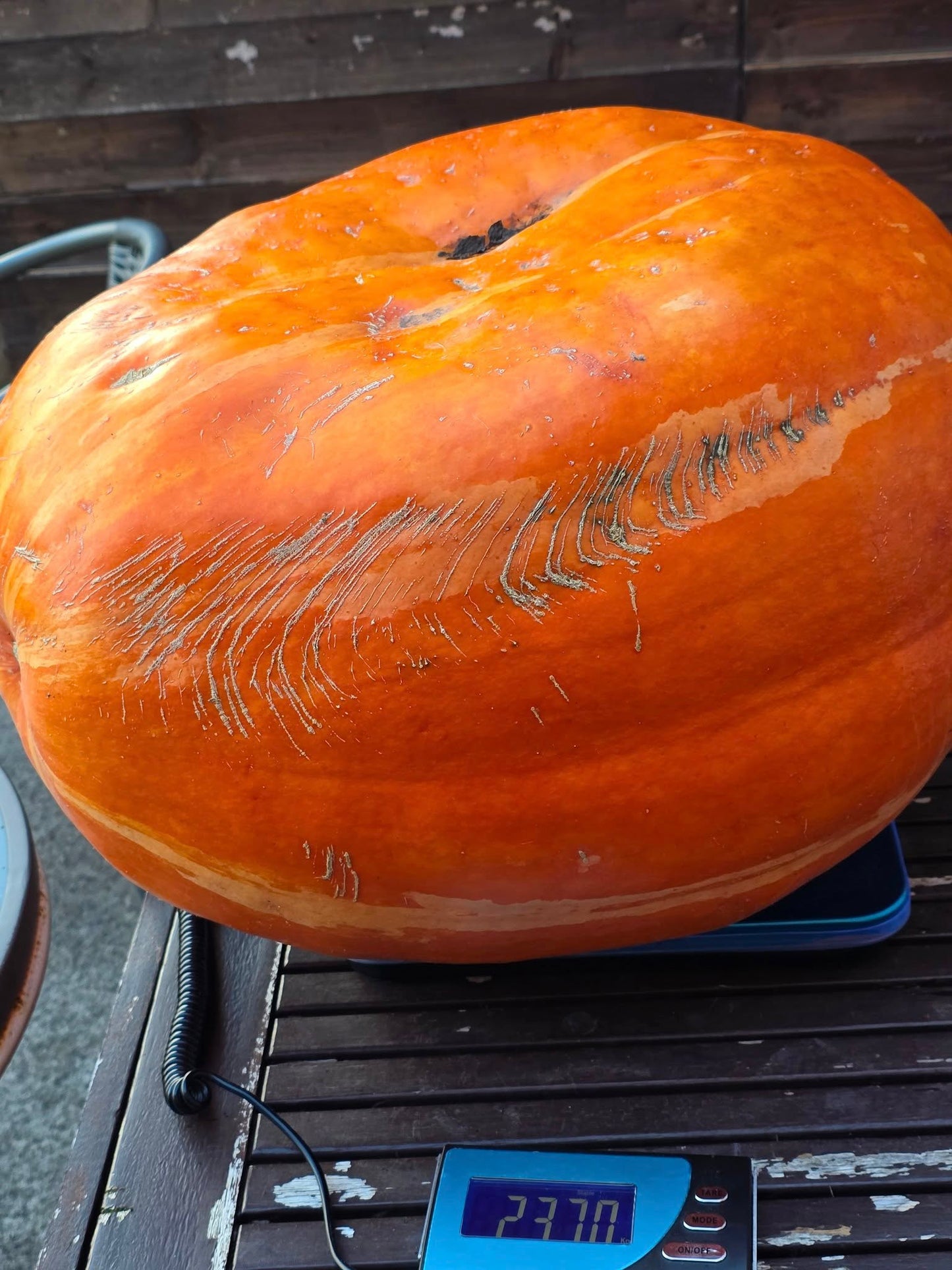 Large pumpkin on a digital scale with a weight display