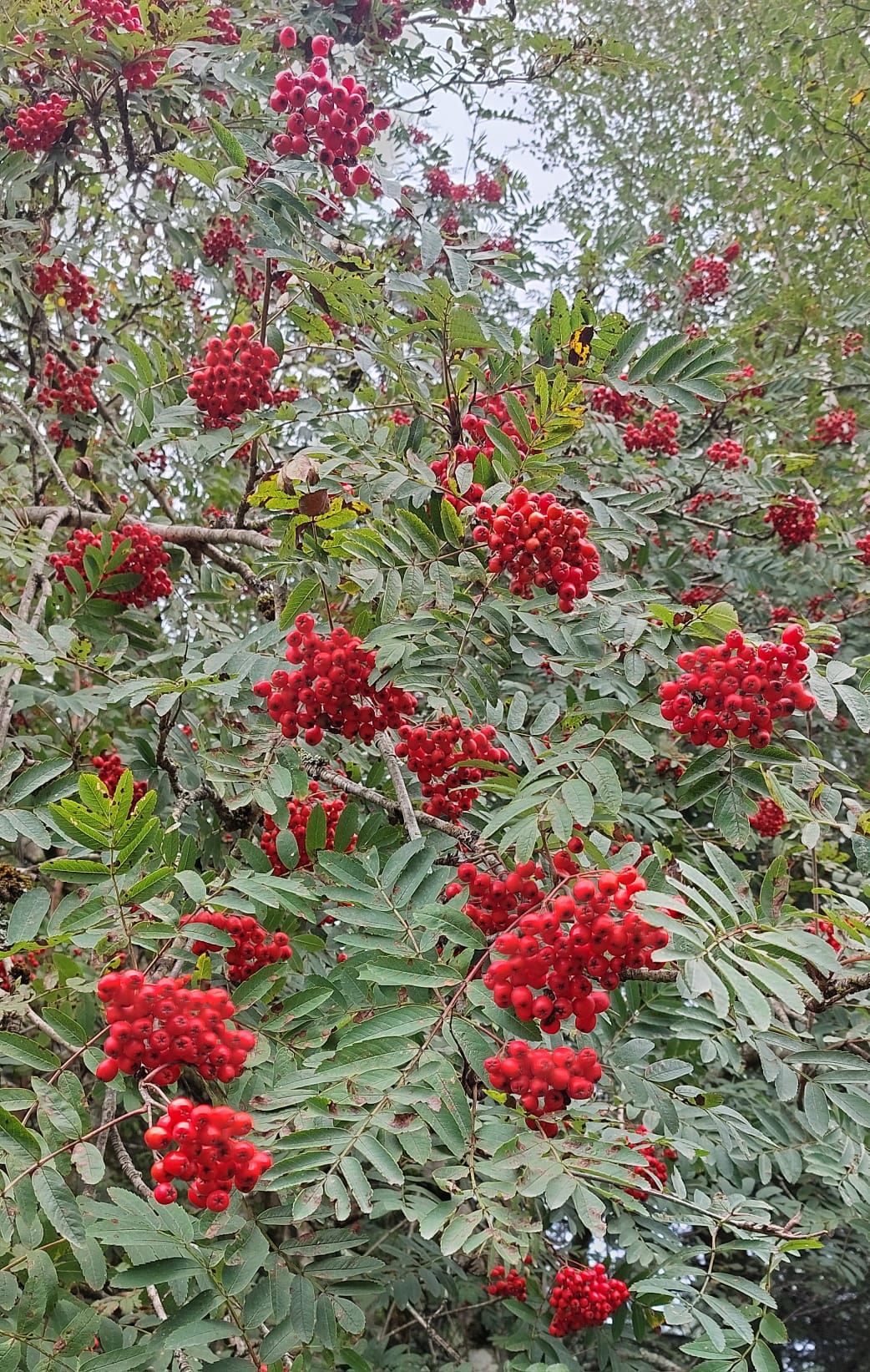Rowan Berry Syrup