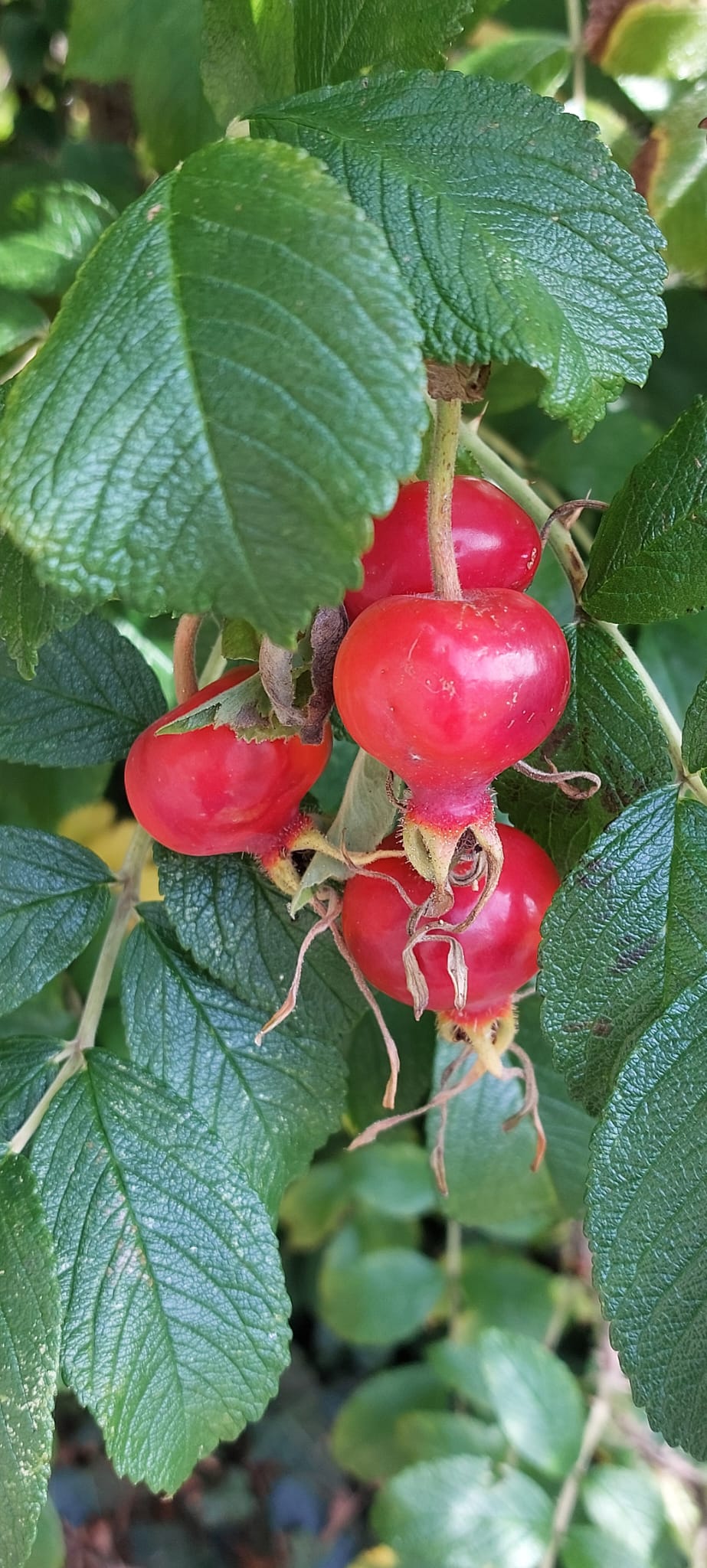 Hawthorn Berry & Rosehip Syrup