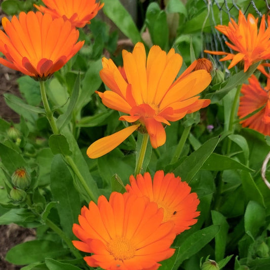 Orange calendula flowers with green leaves in a garden setting