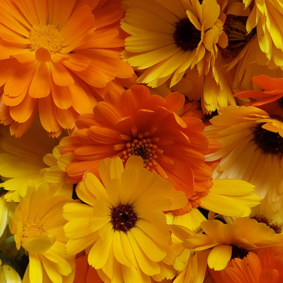 Close-up of orange and yellow flowers with a blurred background