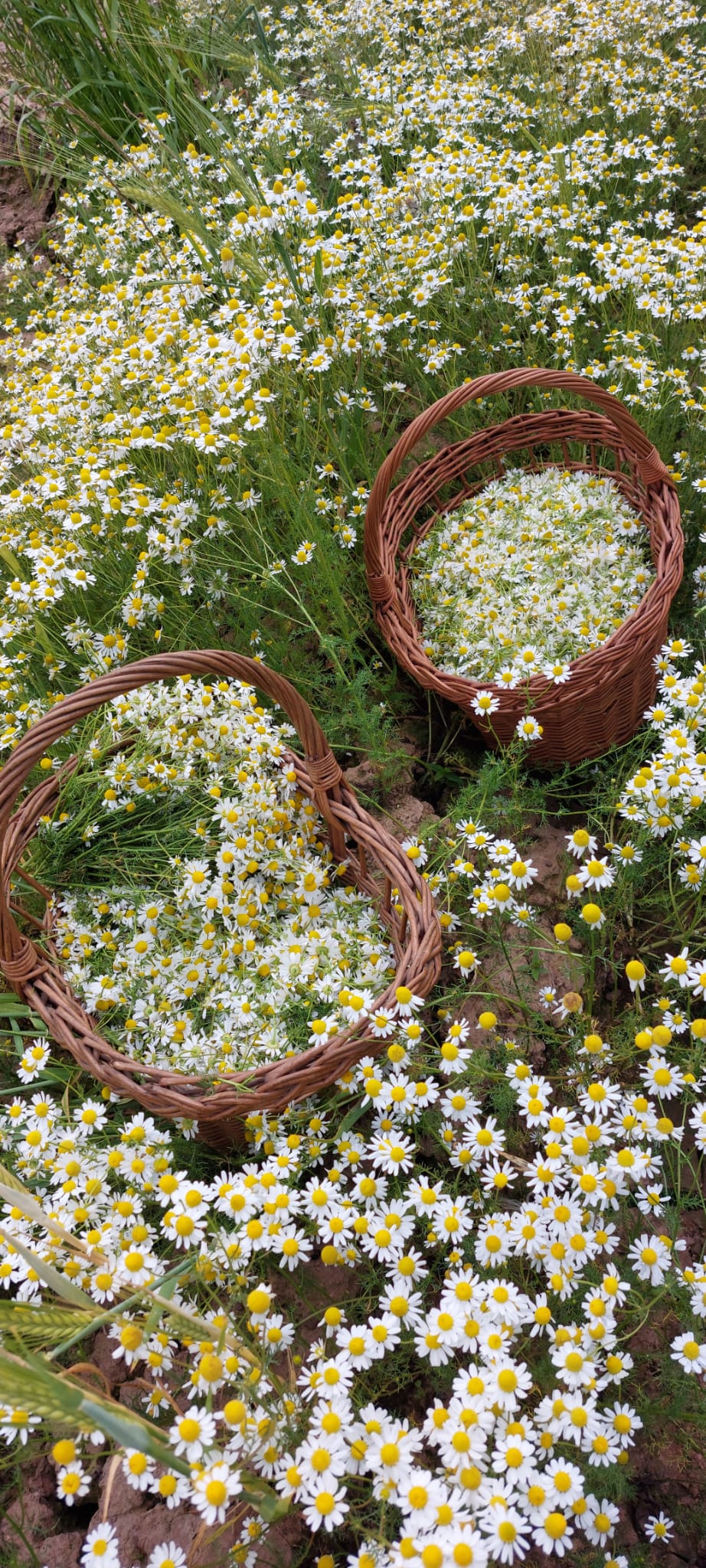 Two wicker baskets filled with white flowers surrounded by a field of similar flowers.