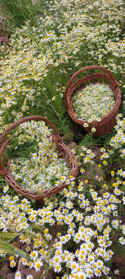Two wicker baskets filled with white flowers surrounded by a field of similar flowers.