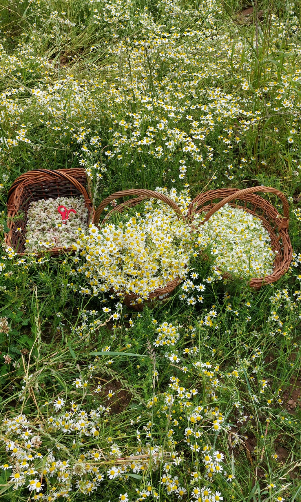 Three woven baskets filled with white flowers in a field of similar flowers.