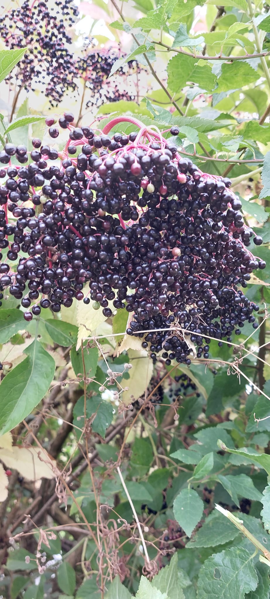 Elderberry Syrup With Cinnamon