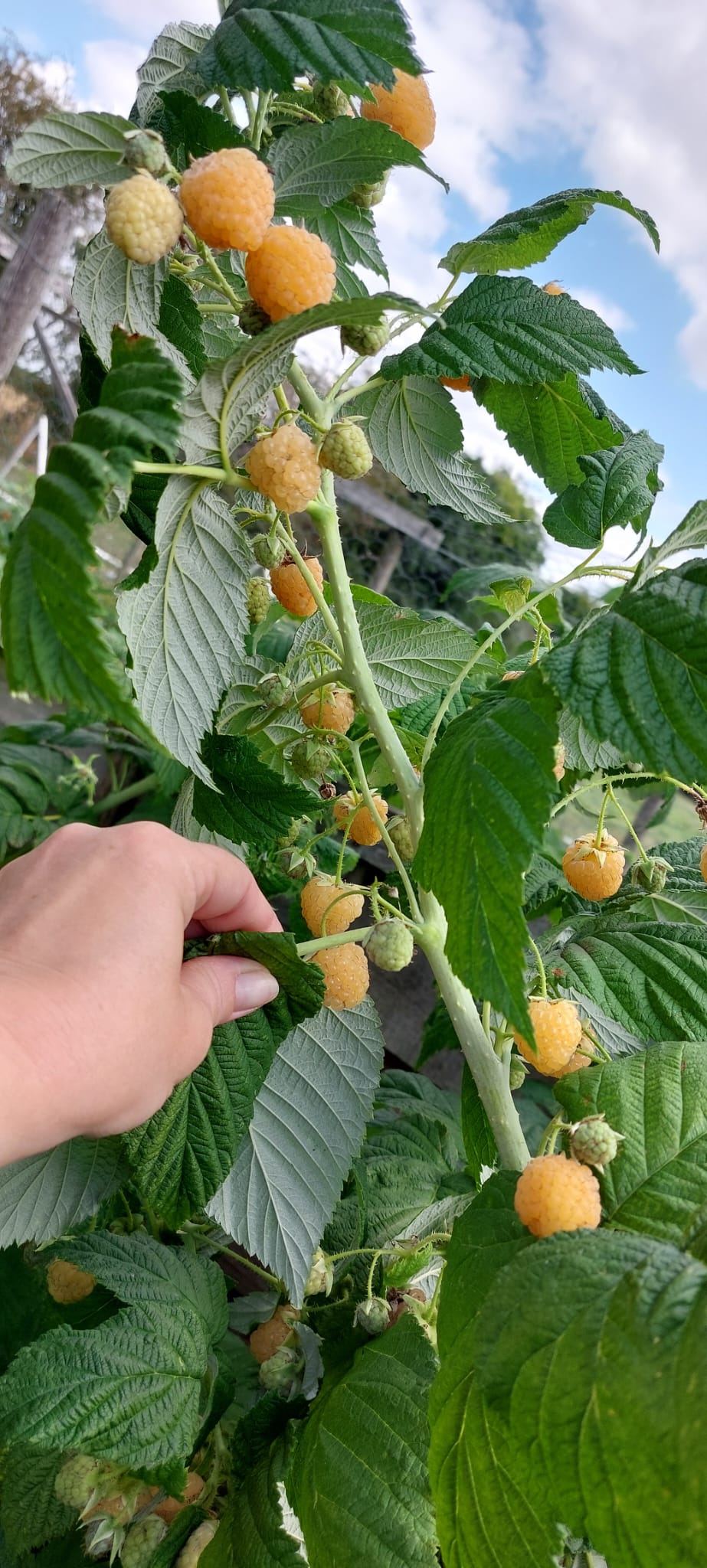Hand picking yellow berries from a green plant with a blue sky background
