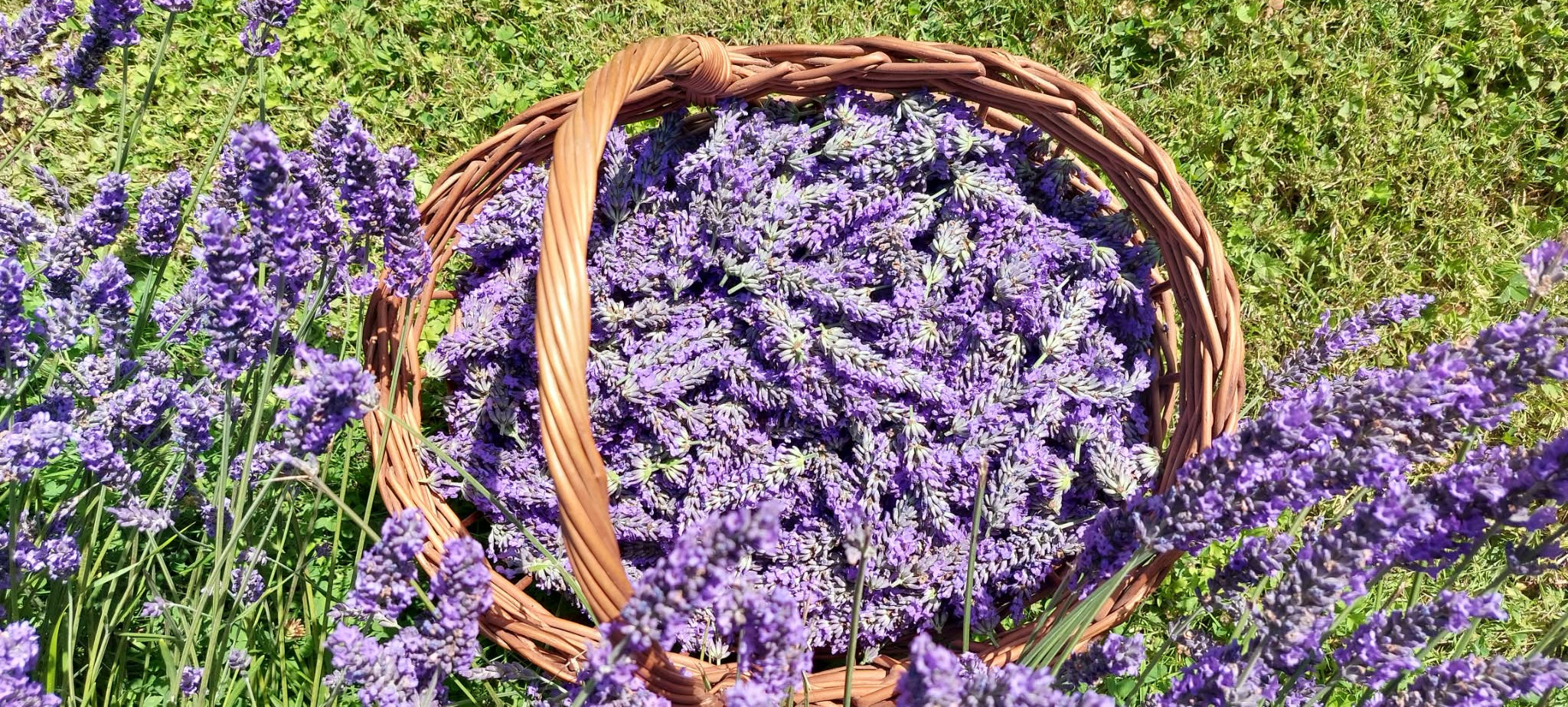 Basket filled with lavender flowers on a grassy background
