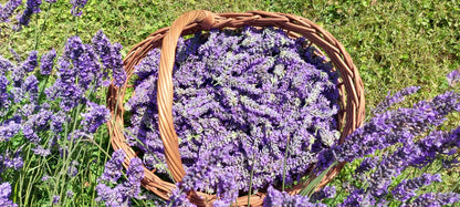 Basket filled with lavender flowers on a grassy background