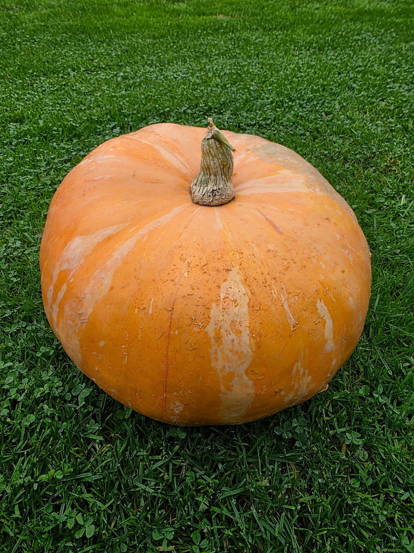 Large pumpkin on a grassy background