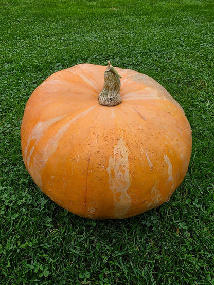 Large pumpkin on a grassy background