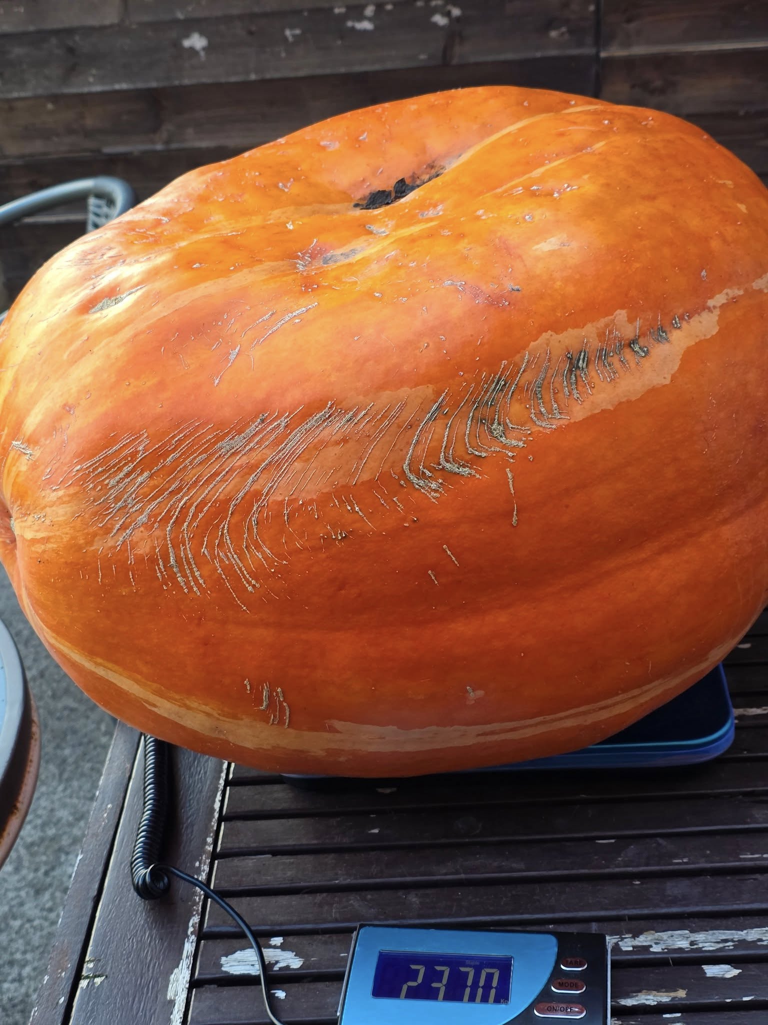 Large pumpkin on a digital scale with a weight display