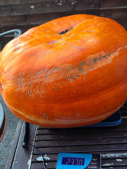 Large pumpkin on a digital scale with a weight display