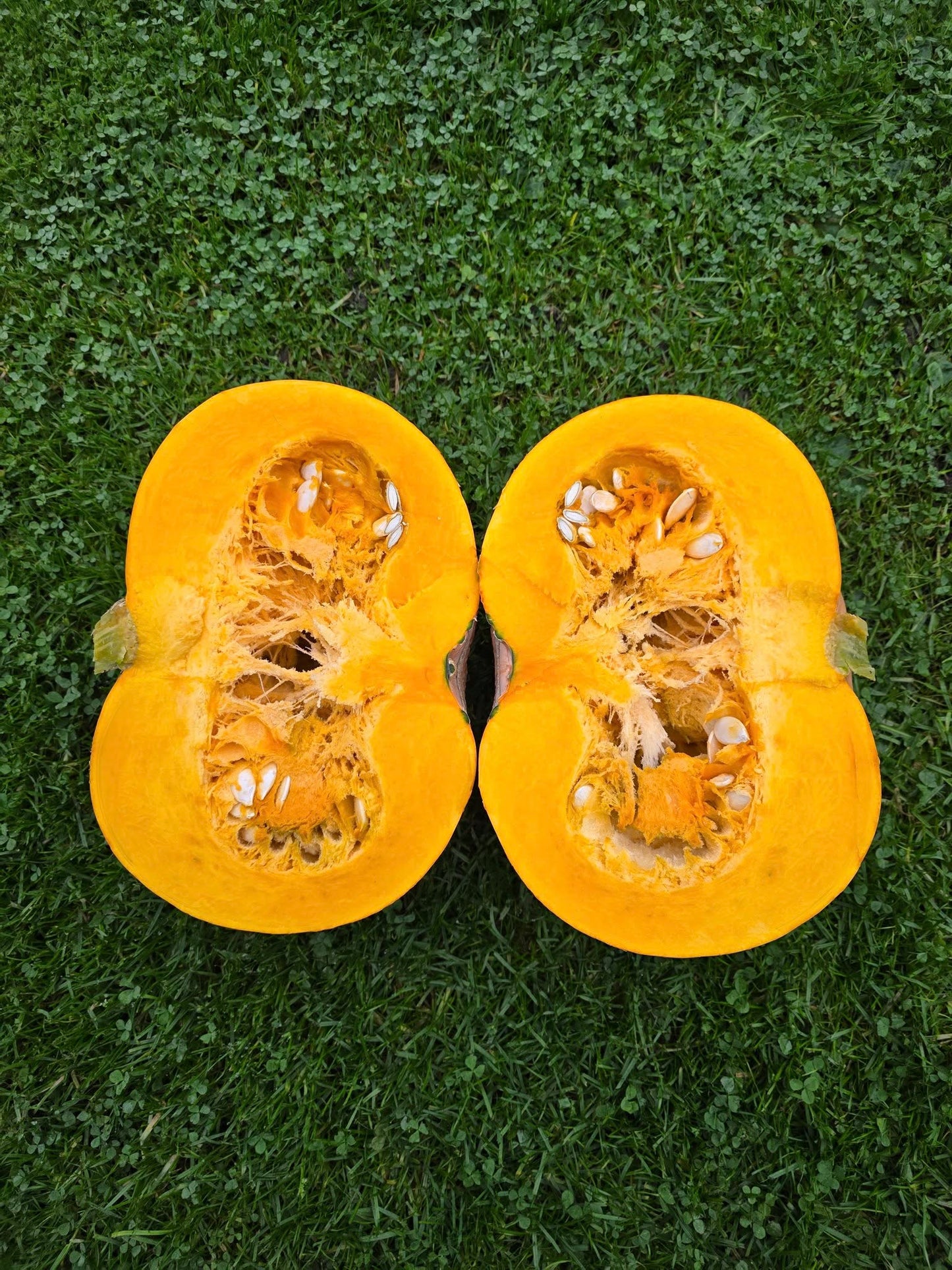 Two halves of a yellow squash on a green grass background