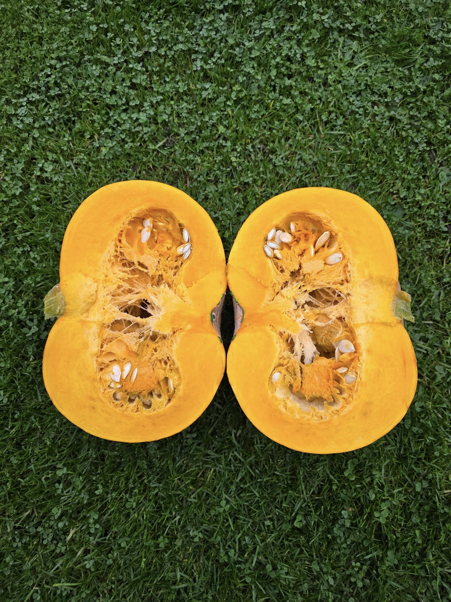 Two halves of a yellow squash on a green grass background