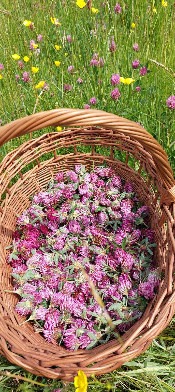 Red Clover Syrup