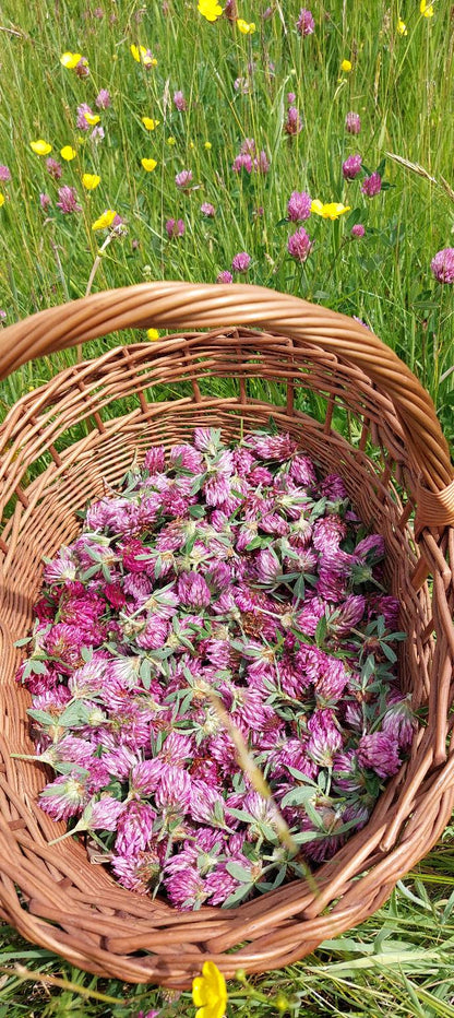 Red Clover Syrup
