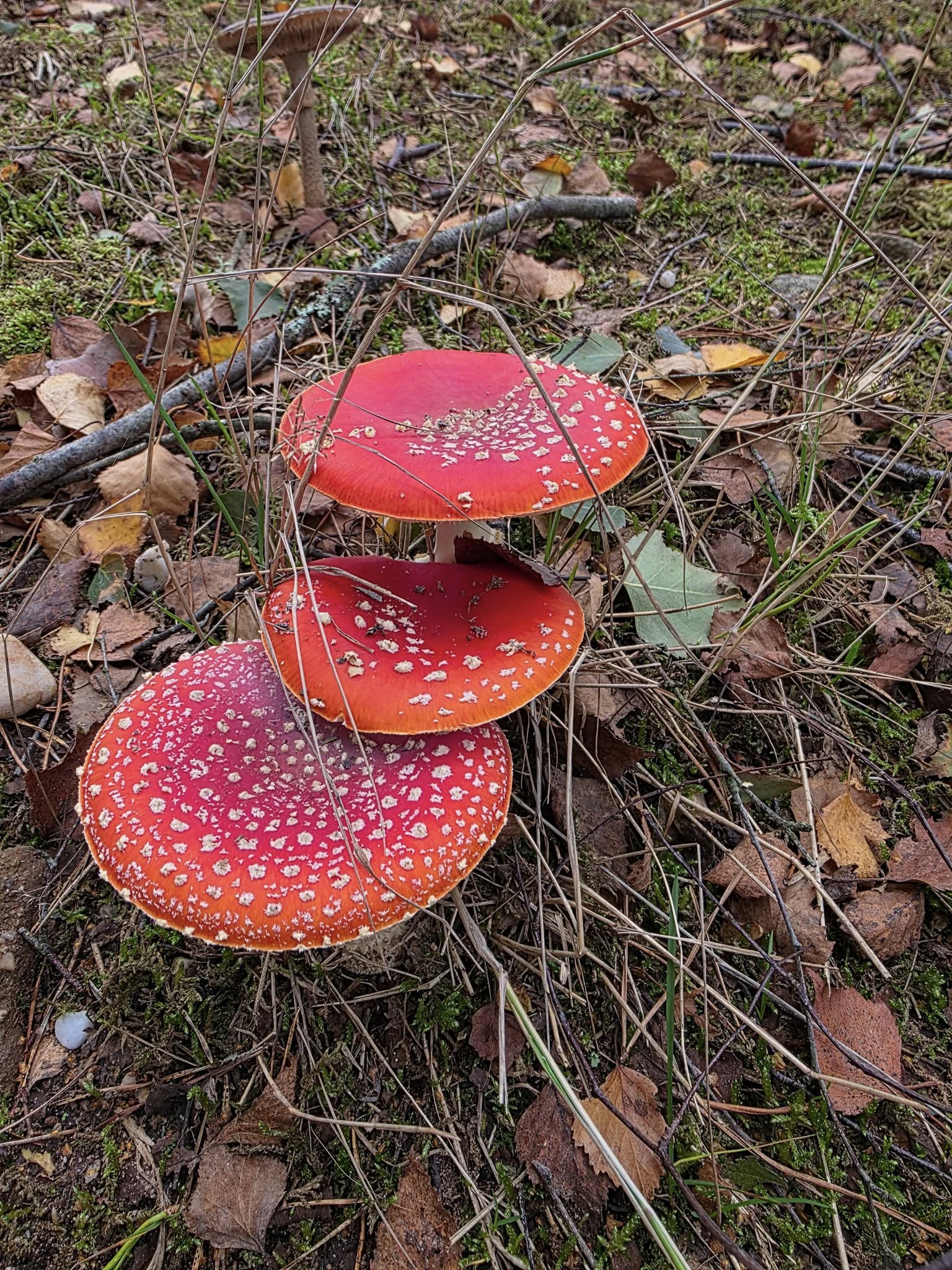 Three red mushrooms with white spots on a forest floor with leaves and twigs.