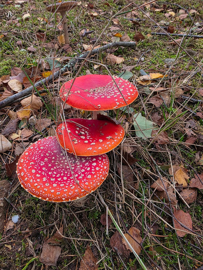 Three red mushrooms with white spots on a forest floor with leaves and twigs.