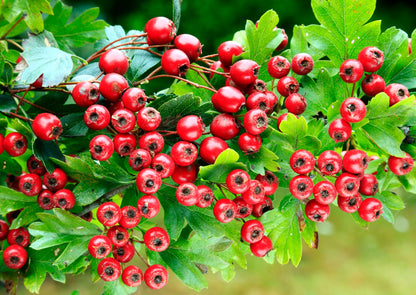 Hawthorn Berry & Rosehip Syrup
