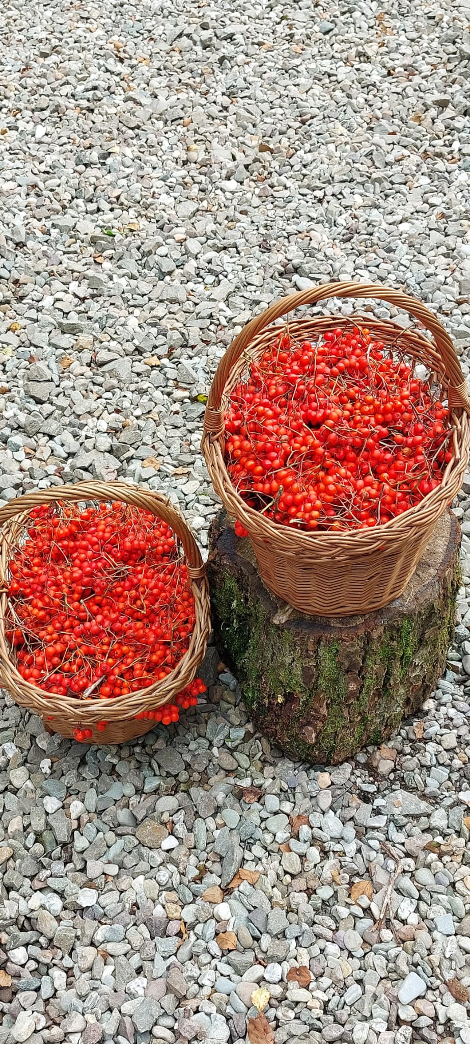 Rowan Berry Syrup